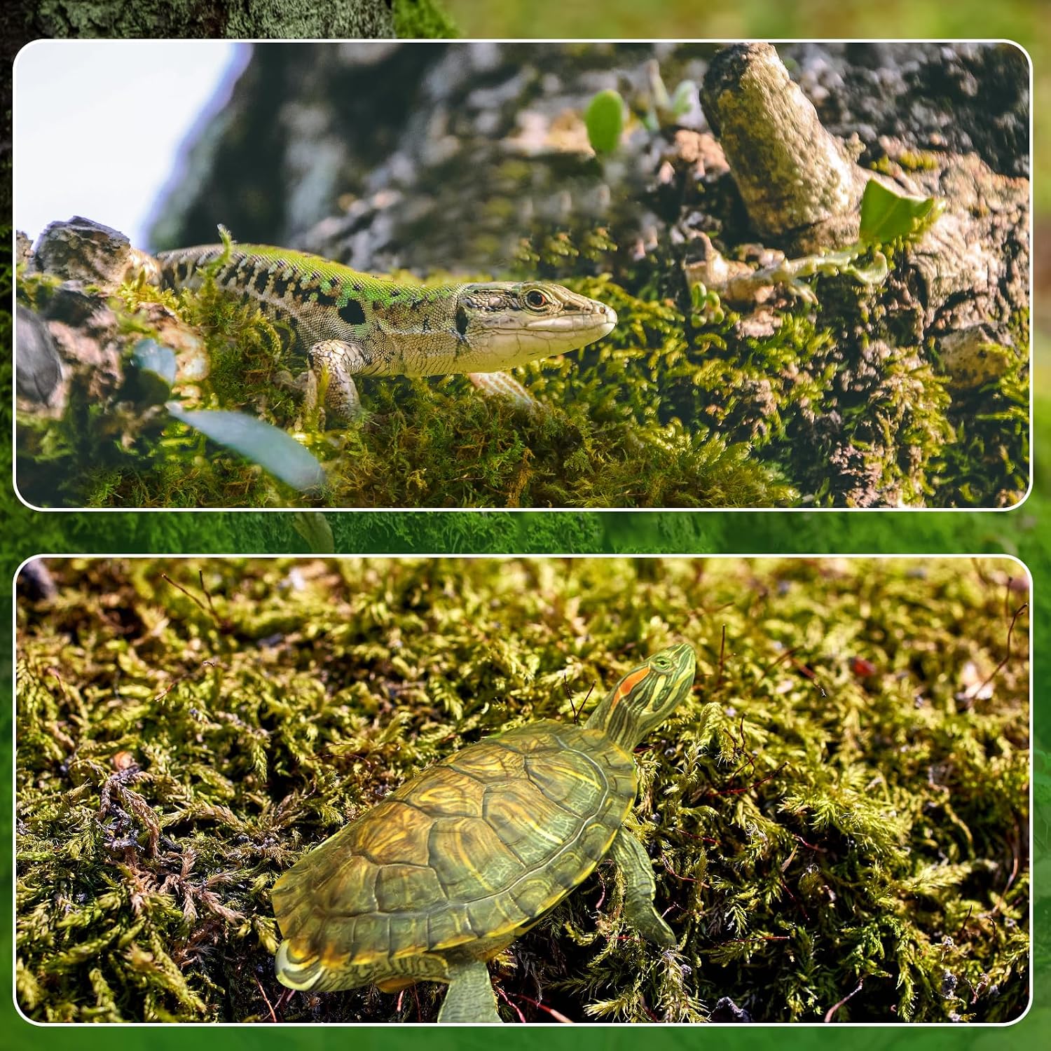 Detalle 2 de Sphagnum Moos 2er Pack für Pflanzen 10 L