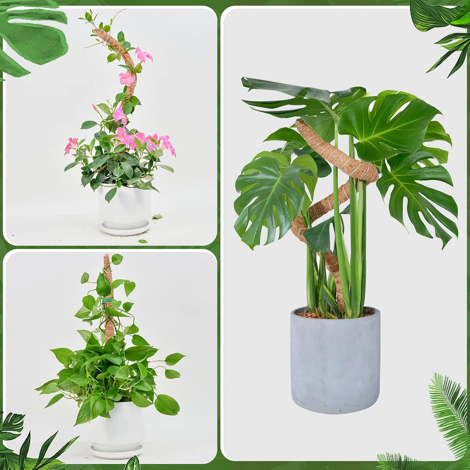 Detalle 2 de Moosstab Monstera von SproutMaven – 2 × 60 cm biegsamer Kokosstab mit Zubehör