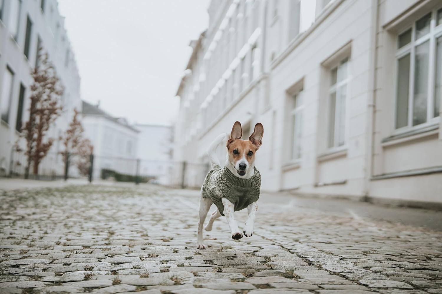 Thumbnail 5 de Hundepullover MALMÖ in Khaki, Größe 30