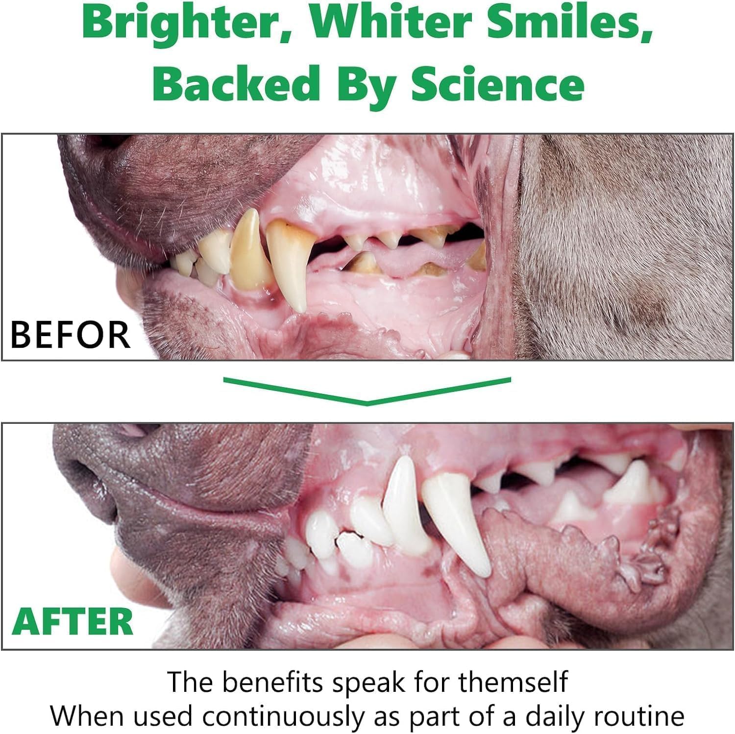 Thumbnail 2 de Polvere Denti Cane 300 g per rimuovere placca e tartaro (cani e gatti)