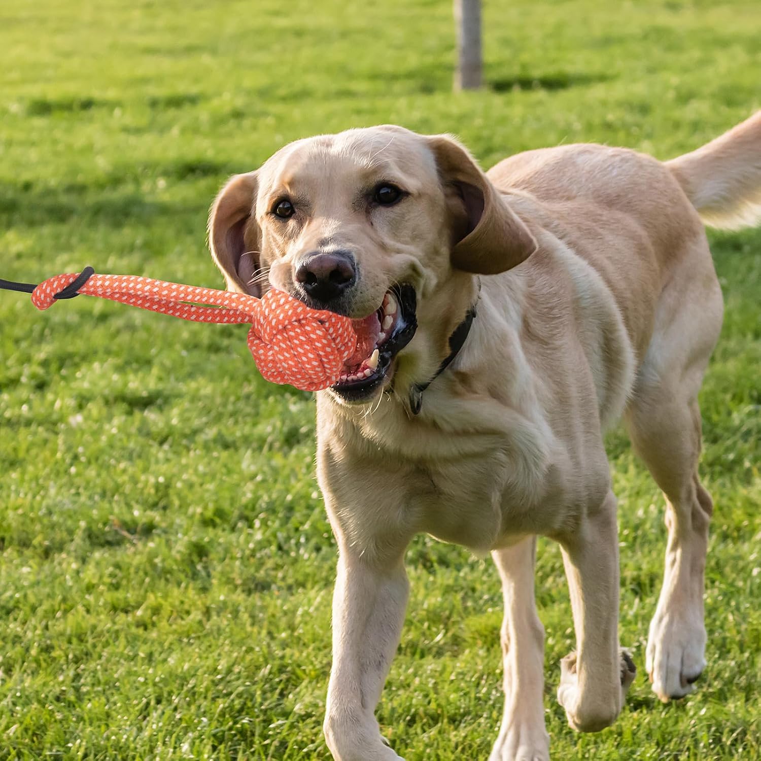 Thumbnail 6 de MoYouno Flirt Pole 102 cm dog training toy