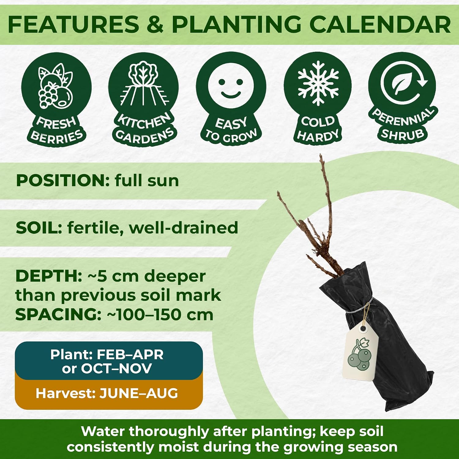 Detalle de DUTCH BULBS EXCLUSIVE PLANTS FROM HOLLAND Red Currants Collection – 3 Plants