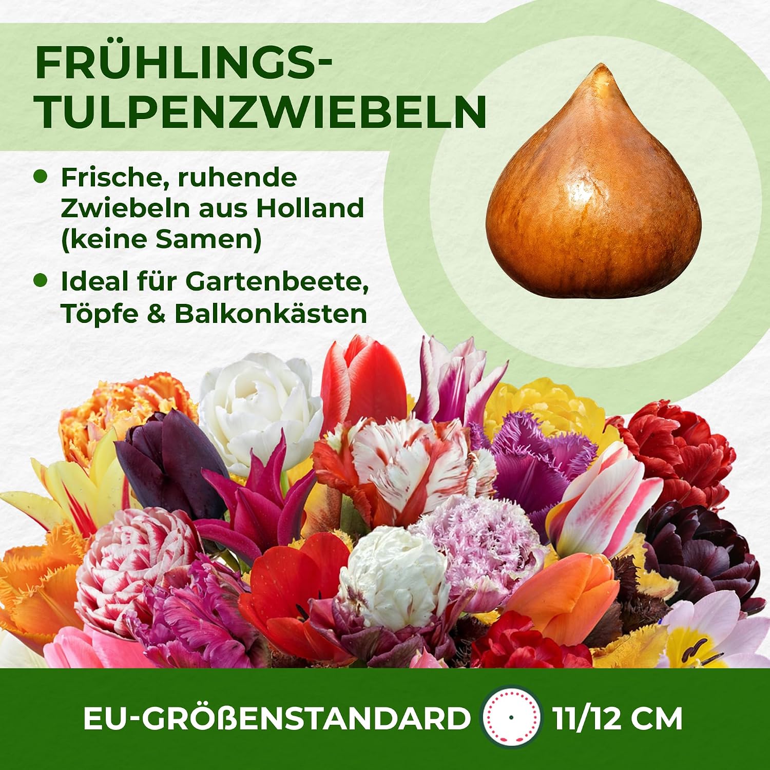 Detalle 2 de 50x Tulpenzwiebeln Mix 15 Sorten 🌷