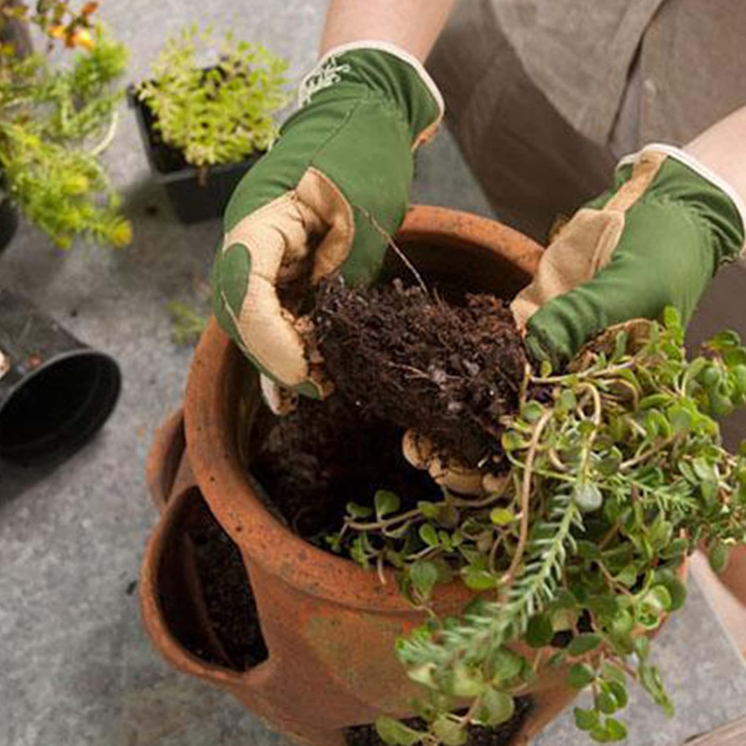 Thumbnail 5 de Terriccio Universale 20 Litri per piante