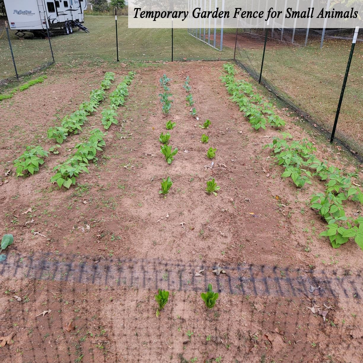 Thumbnail 6 de Vocray Garden Netting 2x30m 19x19mm mesh