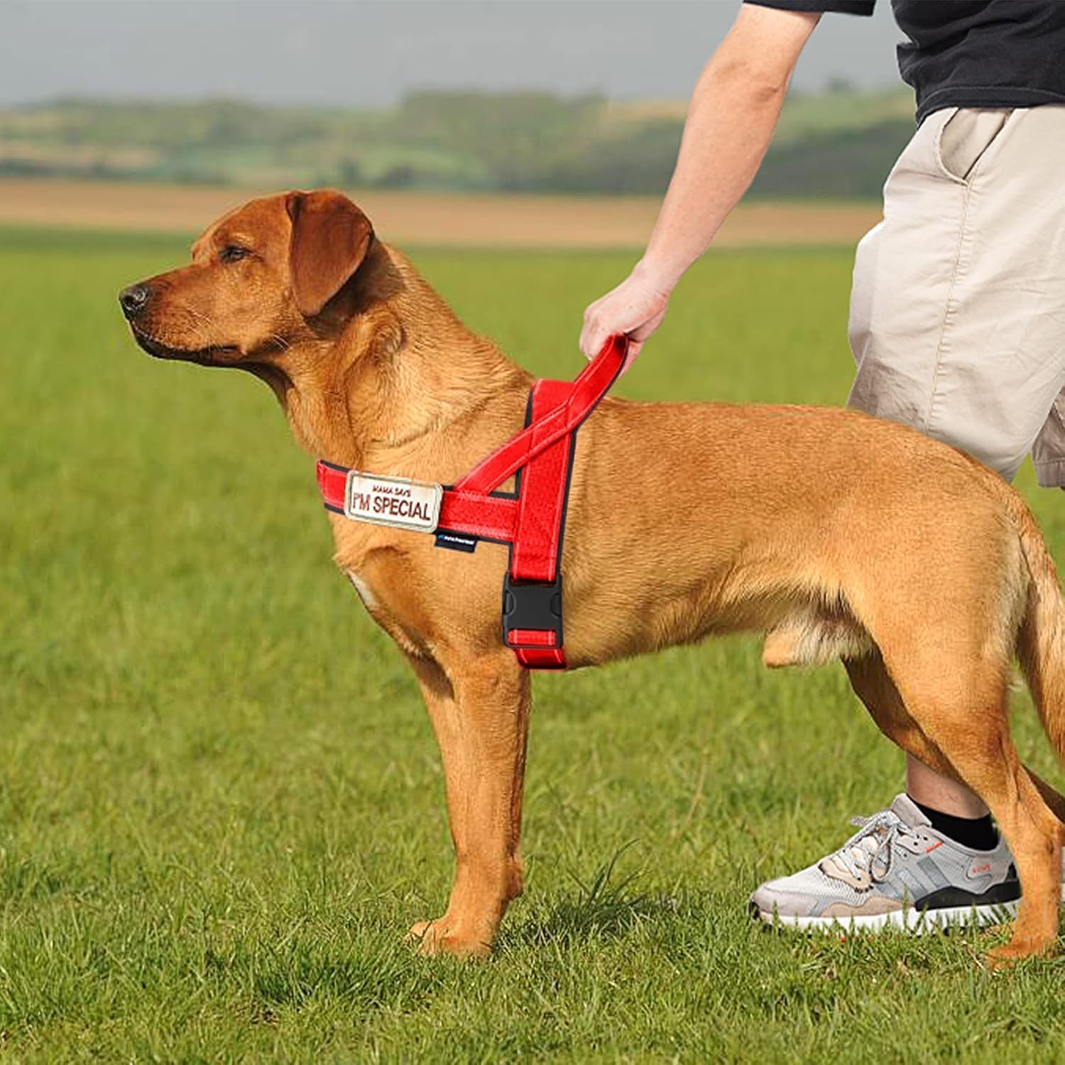 Detalle 2 de Annchwool No Pull Dog Harness with Soft Padded Handle (Red, M)