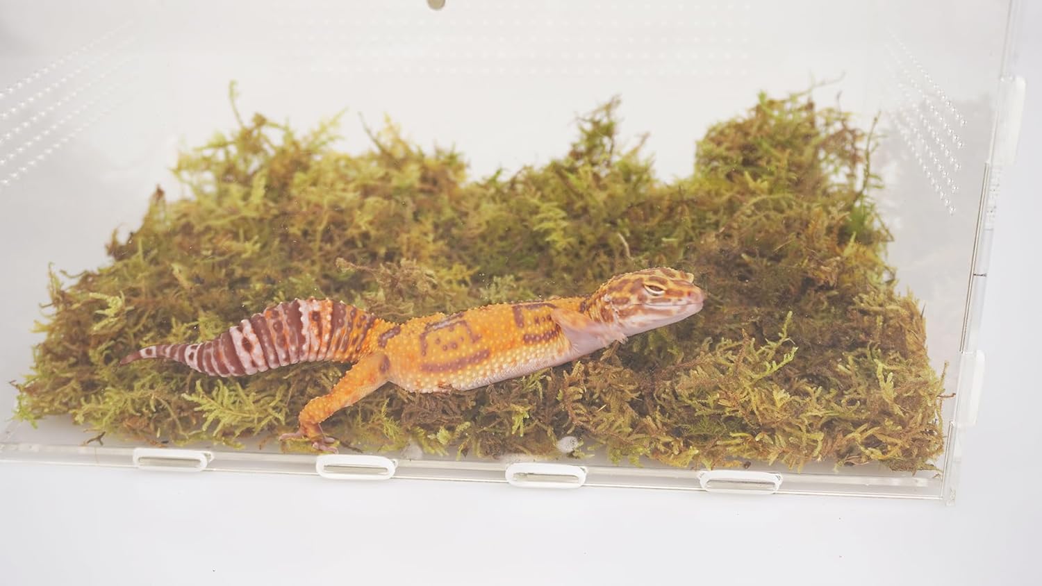 Detalle 2 de Jinymral Leopard Gecko Tank Accessories substrate (compressed) – 115g pack