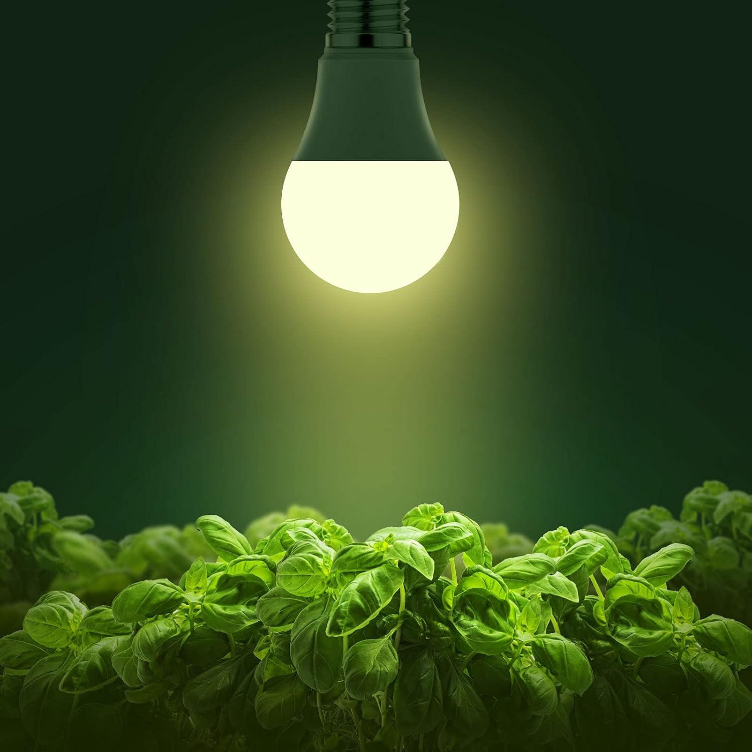 Detalle 2 de Briignite A19 Full-Spectrum LED Grow Light Bulbs, 11W, E26, 2-Pack
