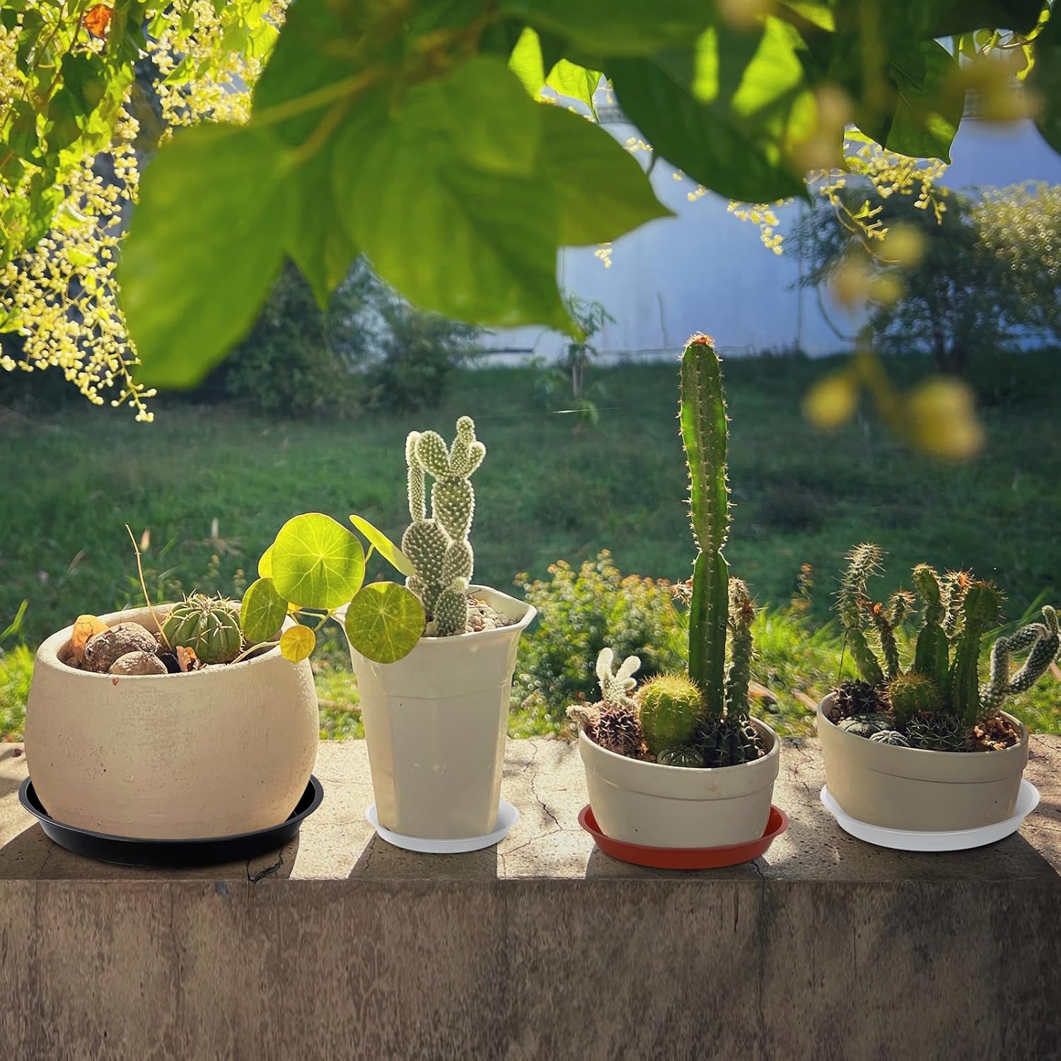 Thumbnail 3 de Muzhira 6 Pack Plant Saucers (26cm red) – thick PP drip trays for indoor and outdoor pots