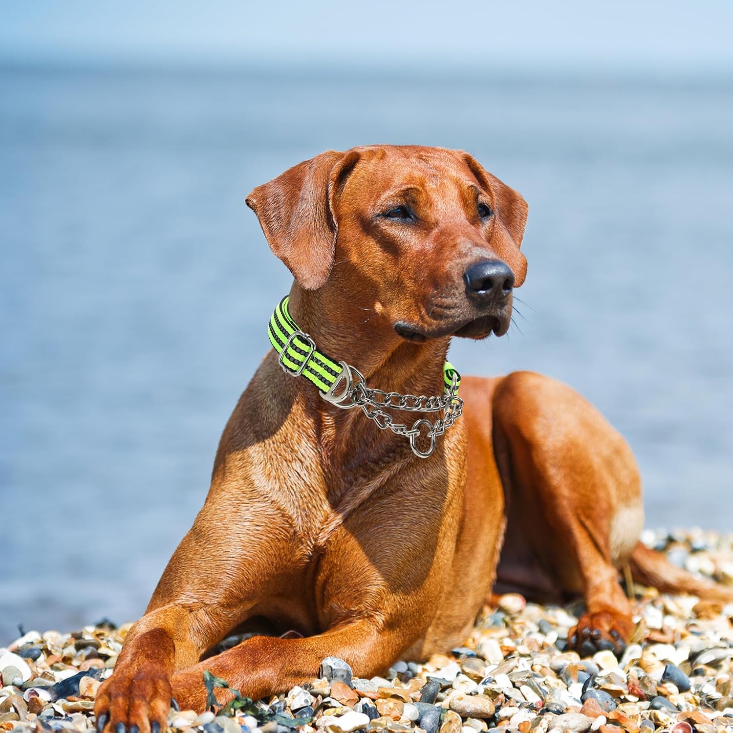Detalle 2 de Martingale Collar for Dogs – Reflective Nylon, Adjustable Heavy‑Duty Training Collar
