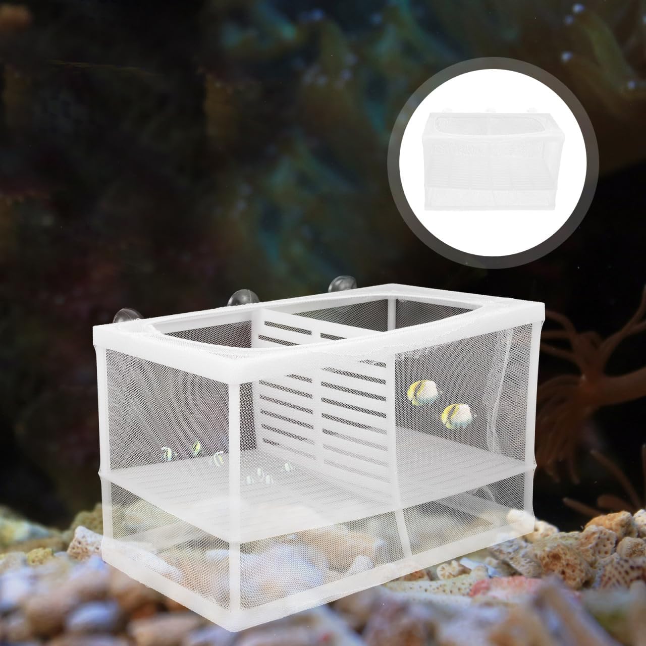 Thumbnail 2 de iplusmile Fish Breeding Tank with Partition Mesh and Suction Cups
