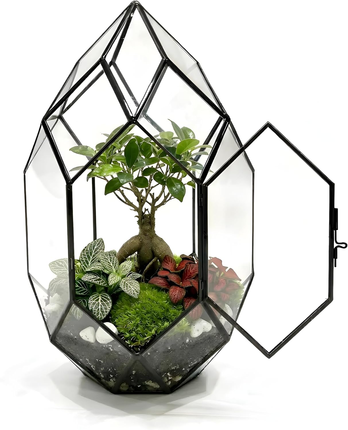 Lush Sphere PLUXEA – Kit terrarium complet DIY (sans plantes)