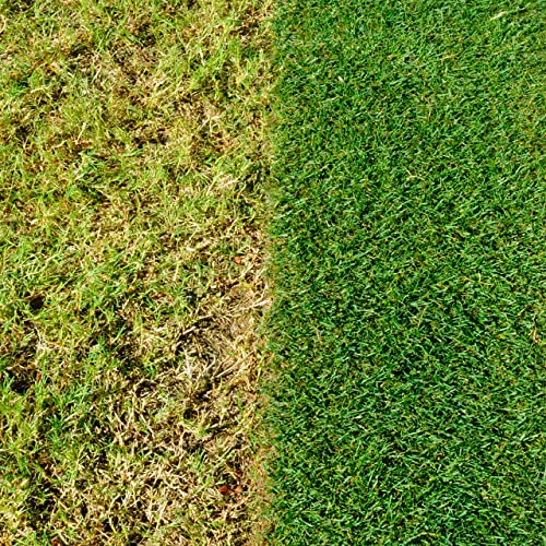 Thumbnail 6 de Miracle-Gro Complete 4 in 1 Lawn Food, 80 m² Handheld Spreader: Weed, Moss Control & Lawn Feed