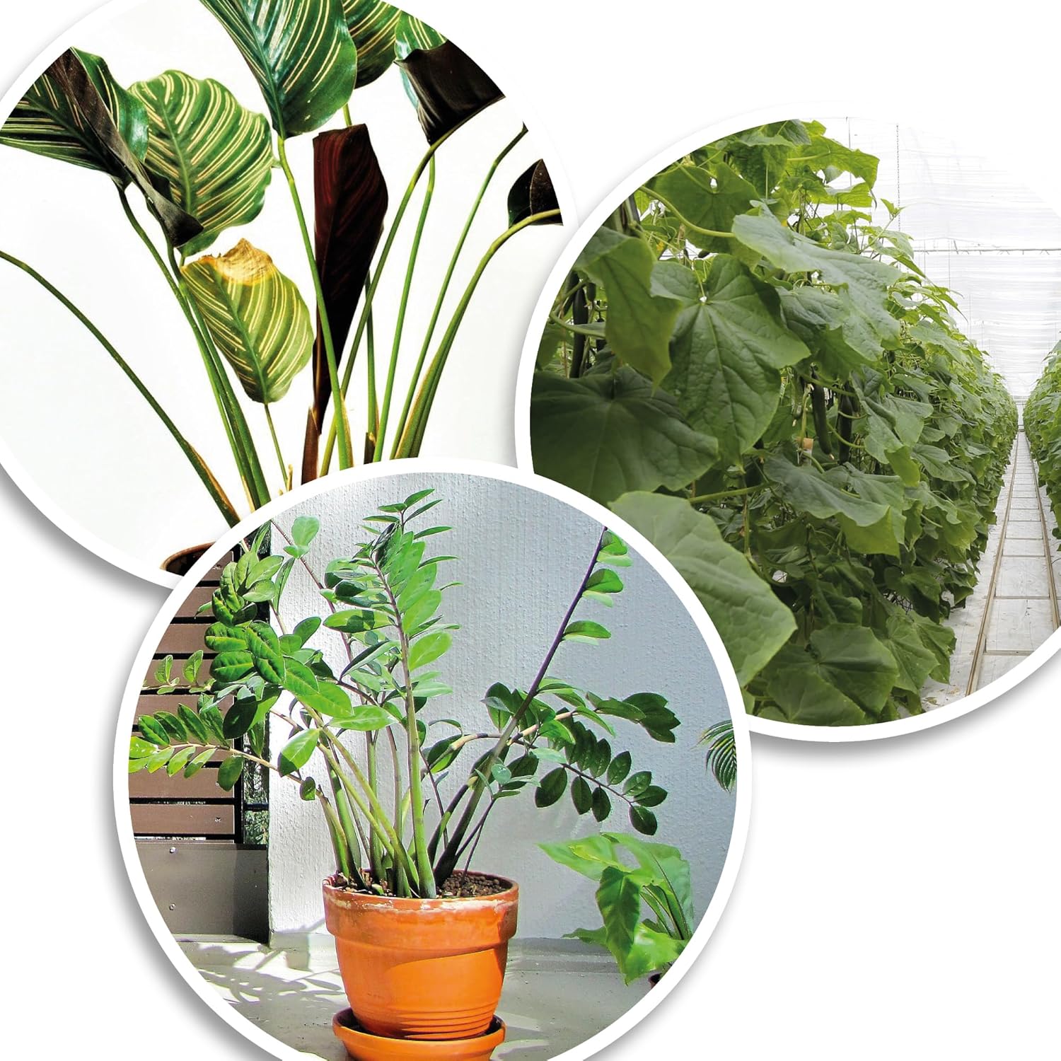 Thumbnail 2 de COM-FOUR® 200x Lega piante in plastica verde - clip regolabili da 14 cm, legatura versatile e riutilizzabile