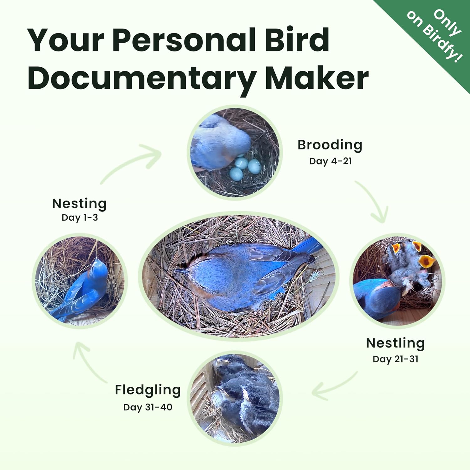 Thumbnail 2 de Birdfy Bird House with Camera: Solar Powered Outdoor Nest Cam for UK Birders
