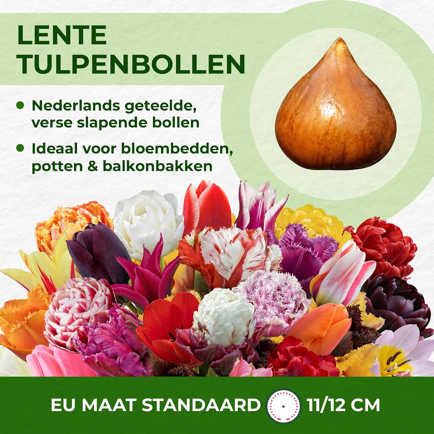 Detalle de DUTCH BULBS EXCLUSIVE PLANTS FROM HOLLAND dubbelbloeiende tulpenbollen, 25 stuks