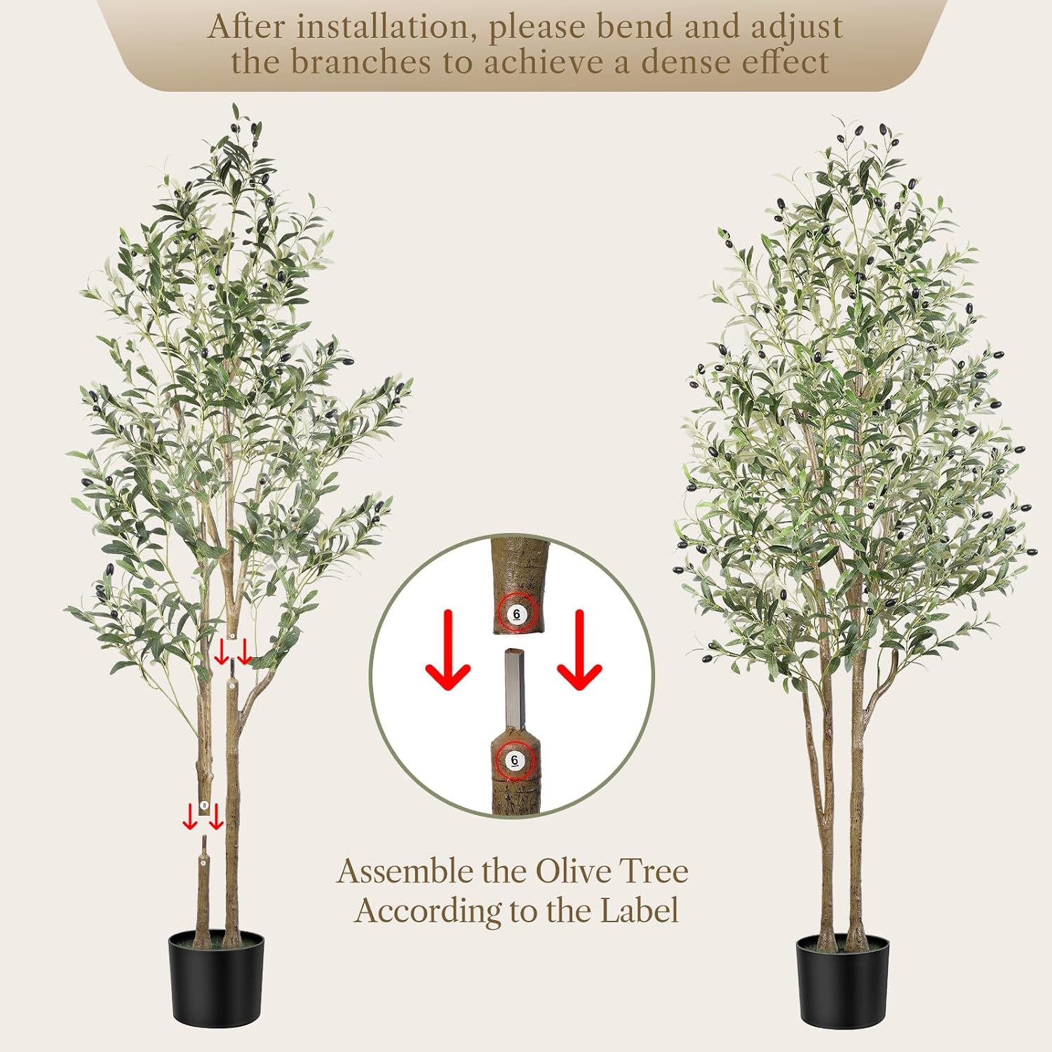 Thumbnail 3 de Alupssuc 6FT Olive Tree