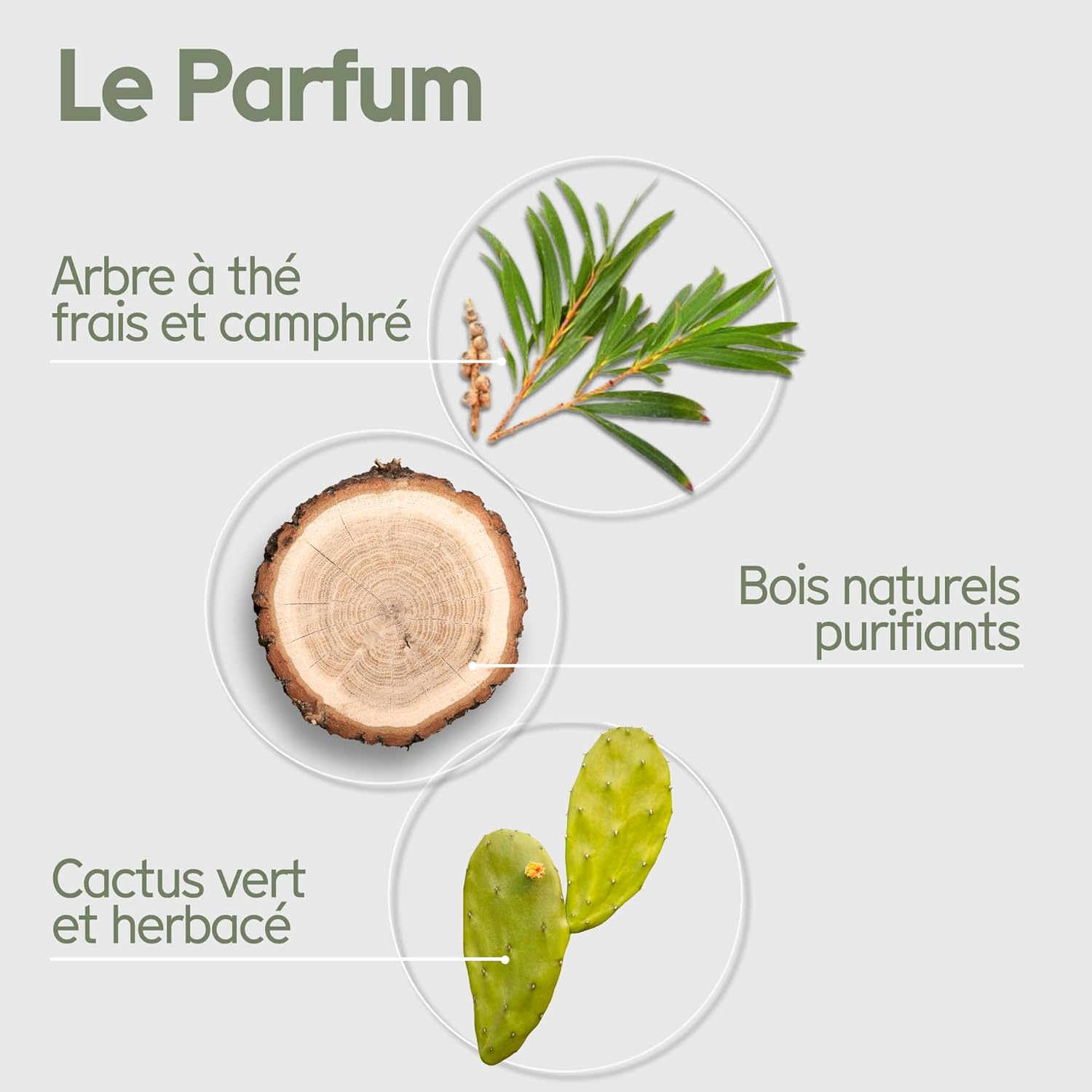 Thumbnail 5 de Arista Shampoing solide antipelliculaire Tea Tree, Neem & Arnica (sans sulfate, vegan)