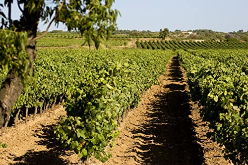 Thumbnail 4 de Roche Mazet Les Accords Chardonnay Viognier 🍇 6x75cl