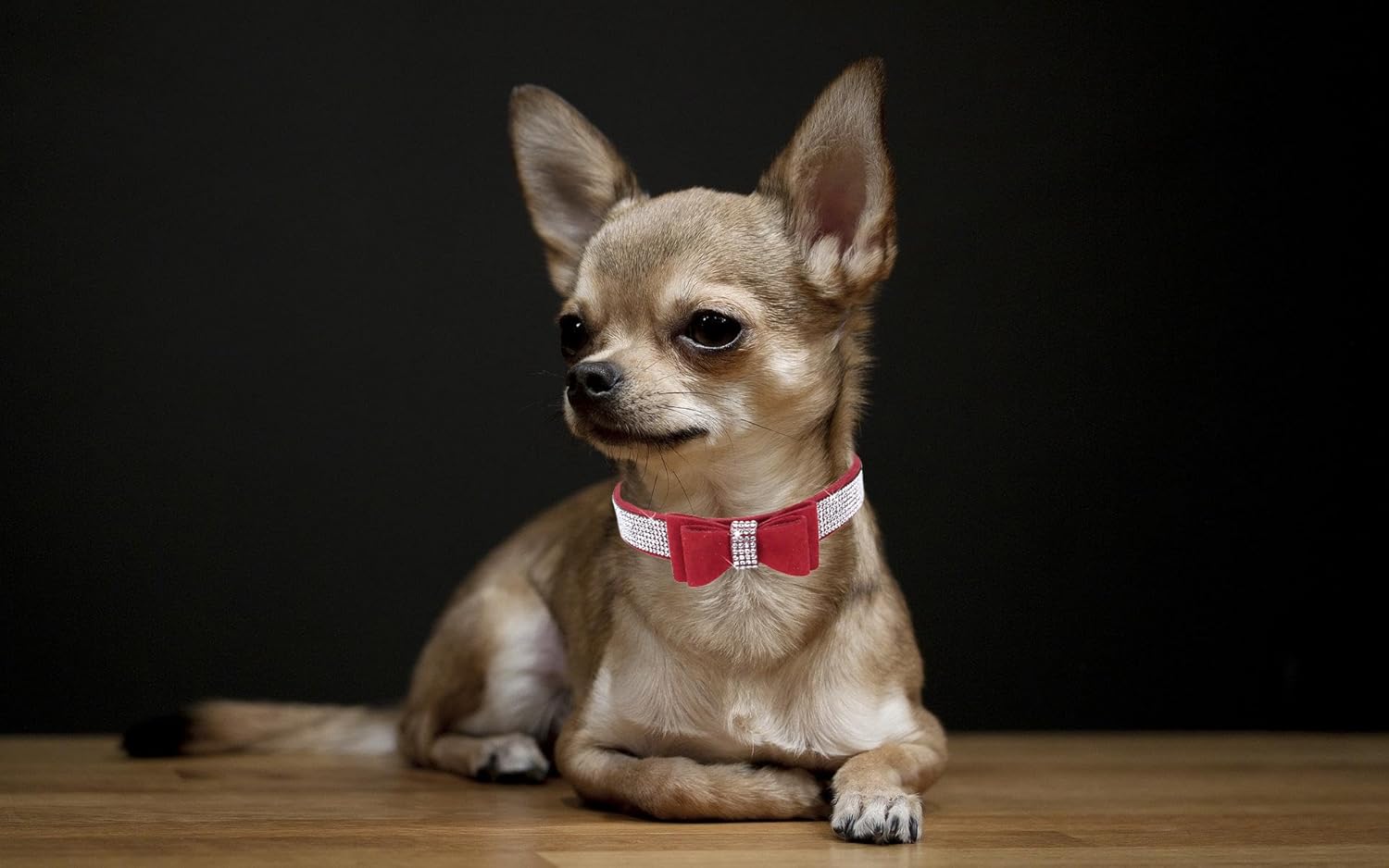 Detalle 2 de Bowtie Diamante Dog Collar – Pink Adjustable Velvet Velvet Diamond Collar for Small to Large Dogs
