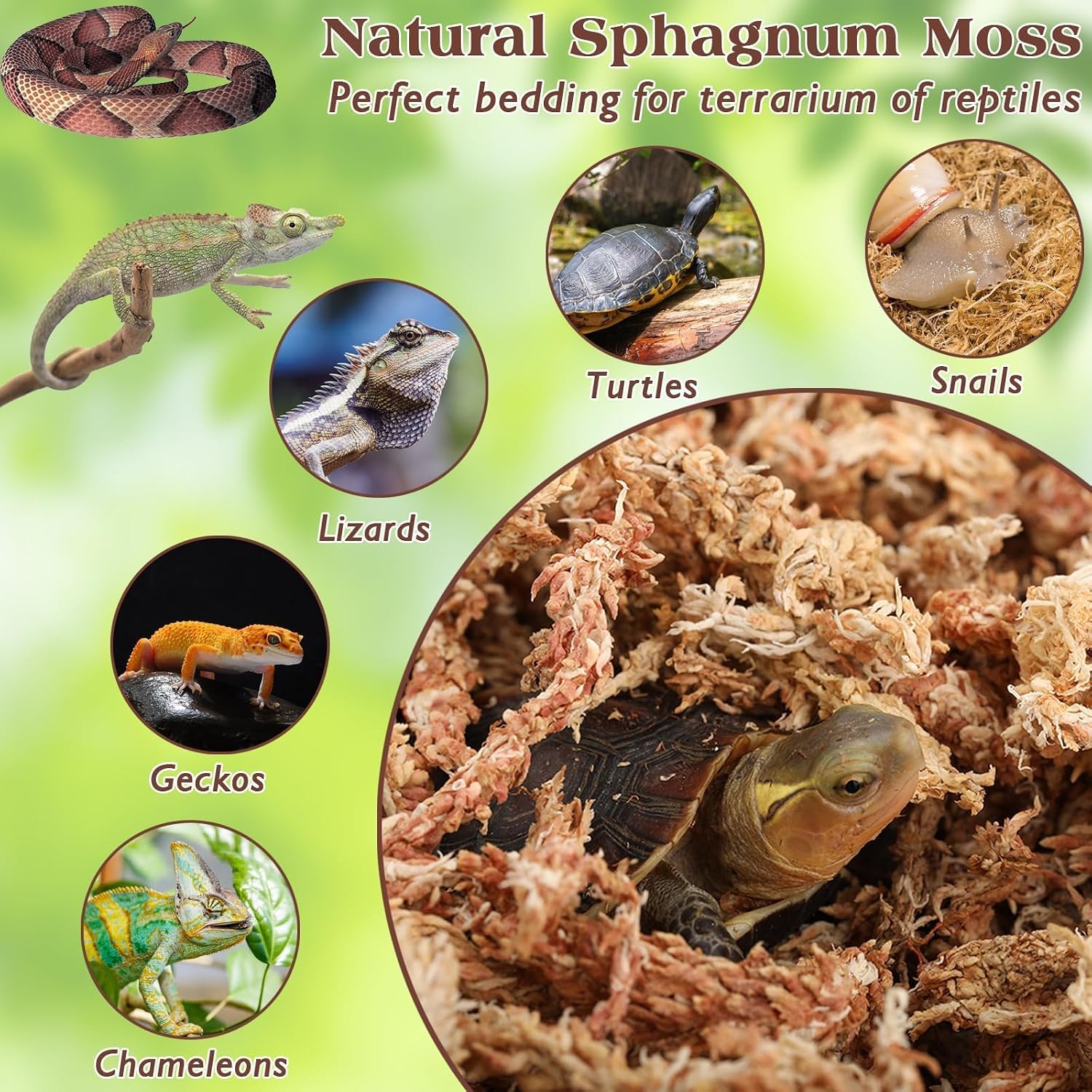 Detalle 1 de Sphagnum Moos für Terrarium, 170 g