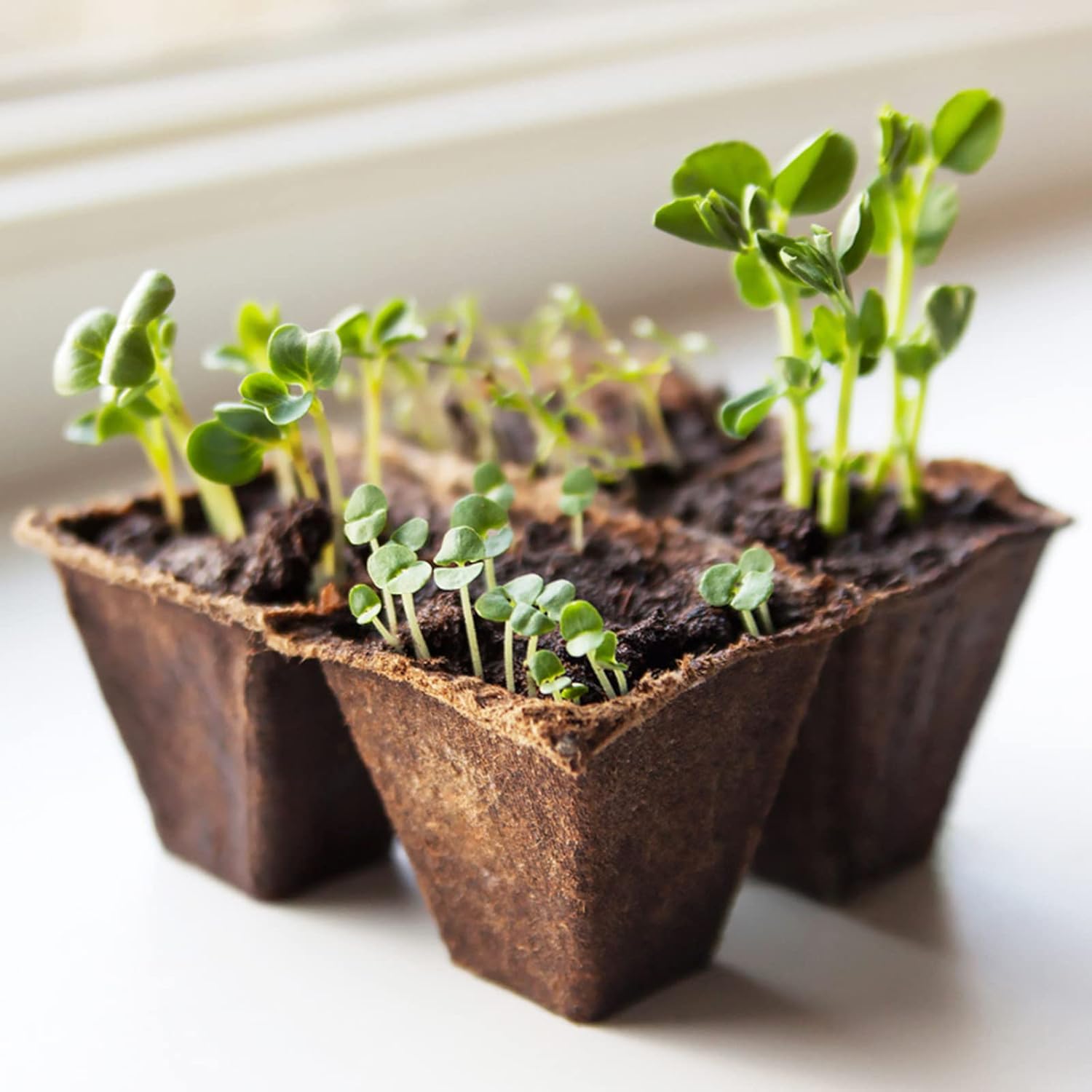 Detalle 2 de KINGLAKE 10 Pack 120-Cell Biodegradable Seed Trays & Fibre Seed Pots Kit