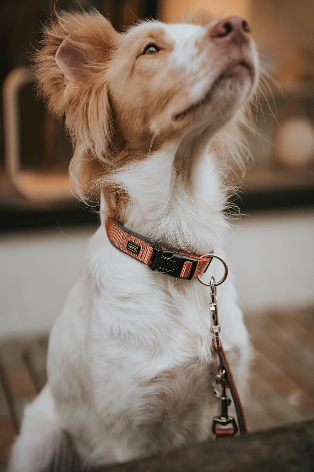 Thumbnail 6 de Hunter Hundehalsung NEOPREN Vario Plus – Größe M/2,0 cm, Kupfer/Grau