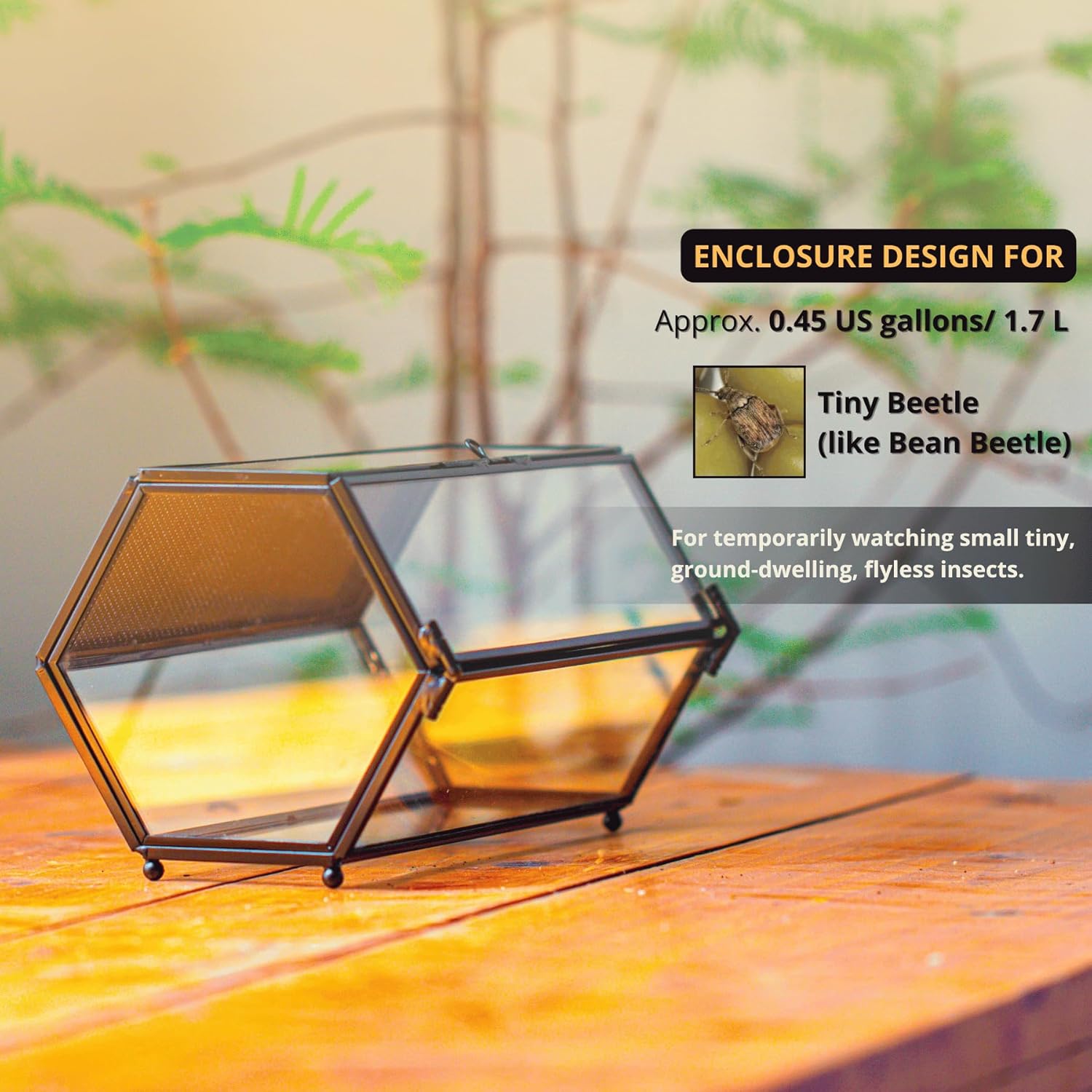 Detalle de NCYP Mini Glass Enclosure Terrarium with Mesh & Door for Jumping Spiders — Hexagon, 20 x 11.5 x 10 cm