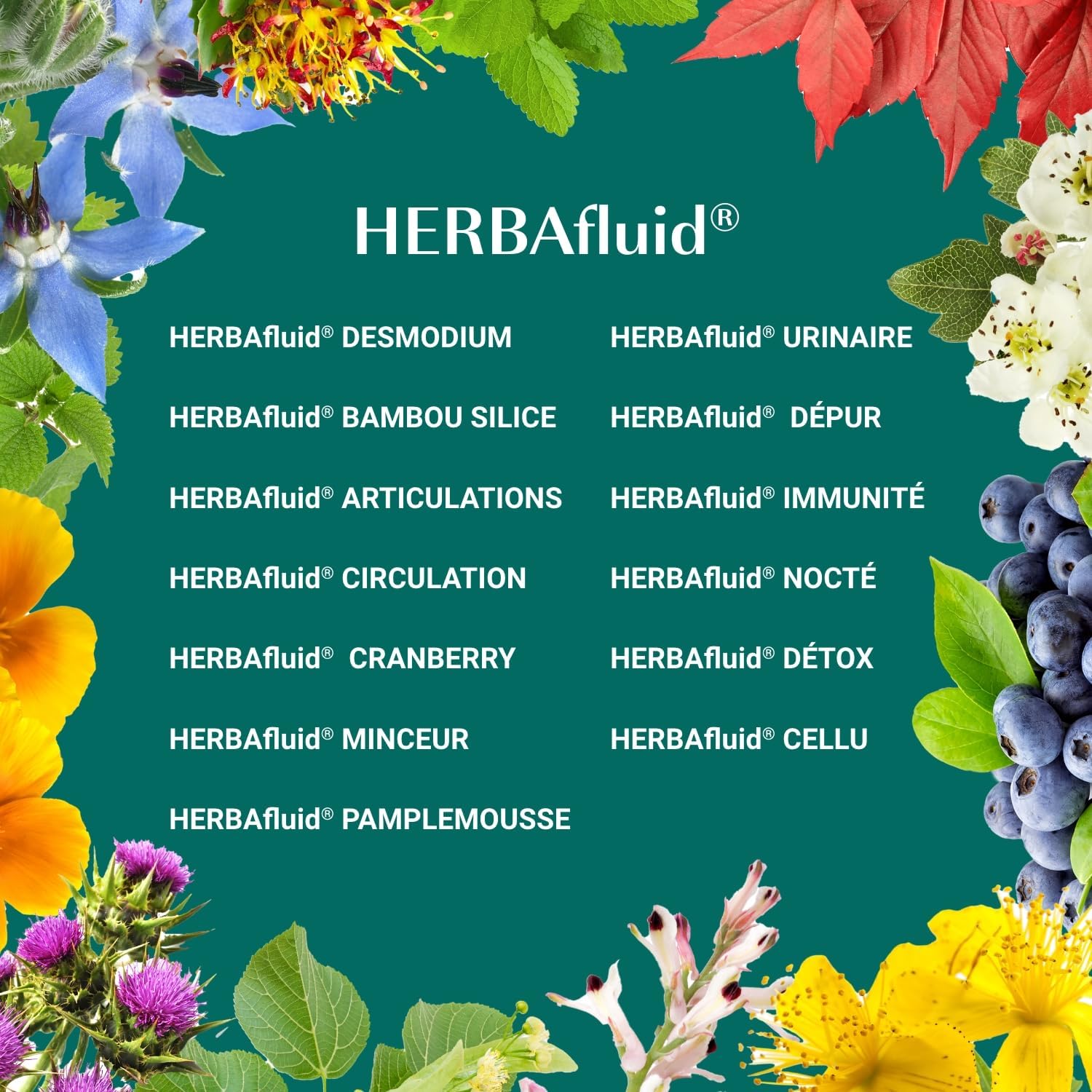 Thumbnail 4 de Naturathéra HERBAFLUID DÉTOX – Complément alimentaire détox fluide, 125 ml, Vegan et fabriqué en France