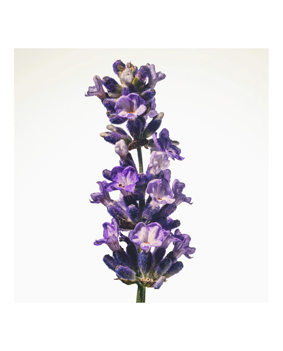 Thumbnail 3 de Burberry Goddess Eau de Parfum Intense 50 ml