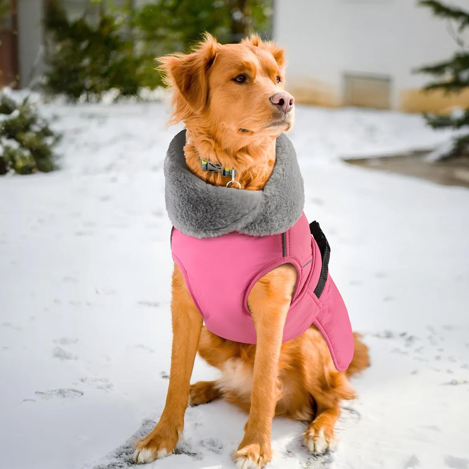 Thumbnail 6 de PETDSH Dog Coat, Polyester