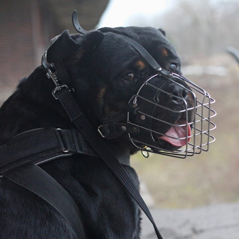 Detalle de DINGO GEAR S02999 – metalowy kaganiec dla samca rottweilera, regulowane paski