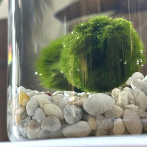 Detalle de Felicità in un vasetto: Marimo originale in vaso di vetro con tappo in sughero by KAKI