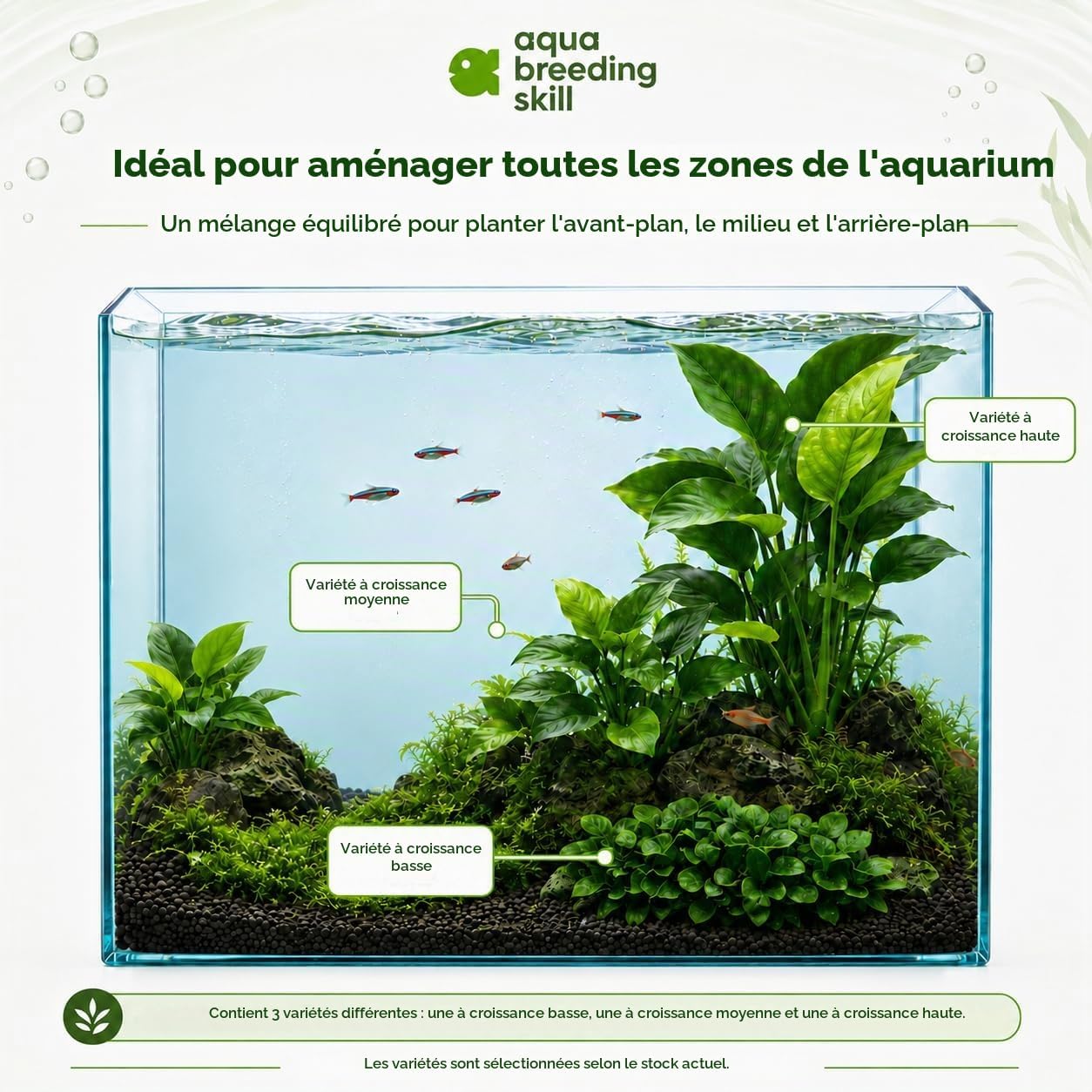 Thumbnail 2 de Aqua Breeding Skill Anubias-set voor aquarium, 3 levende planten in verschillende formaten