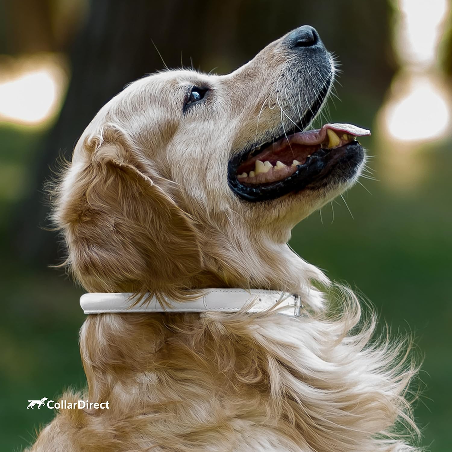 Thumbnail 6 de CollarDirect rolled leather dog collar 20 in