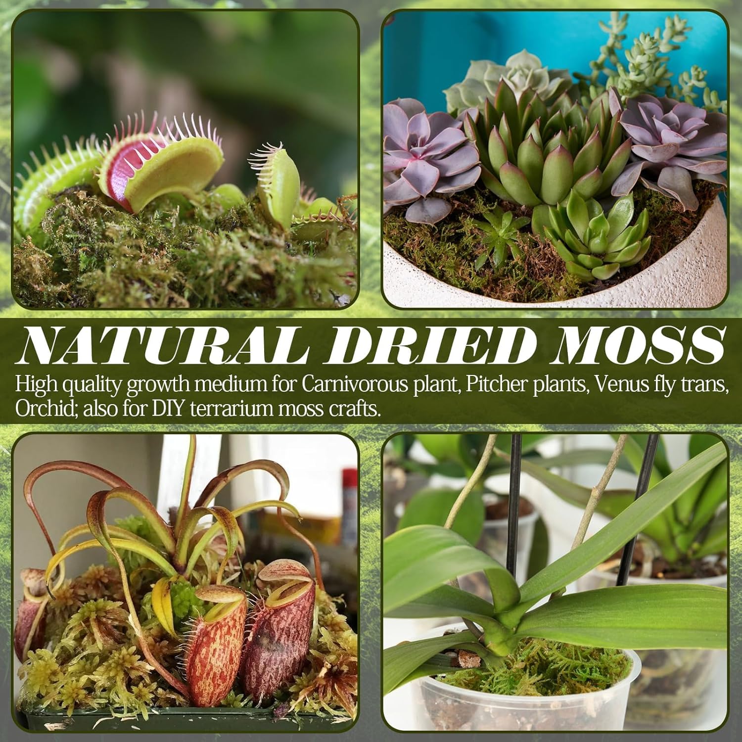 Thumbnail 5 de ZeeDix Terrarienmoos 340 g Natur für Reptilien