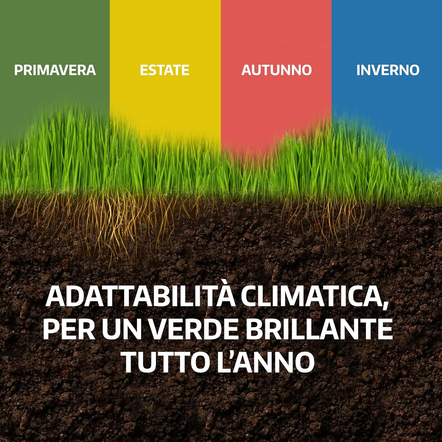 Thumbnail 6 de LERAVA Semi Gramigna per Prato (1 kg) – Copertura 100 m², resistente alla siccità