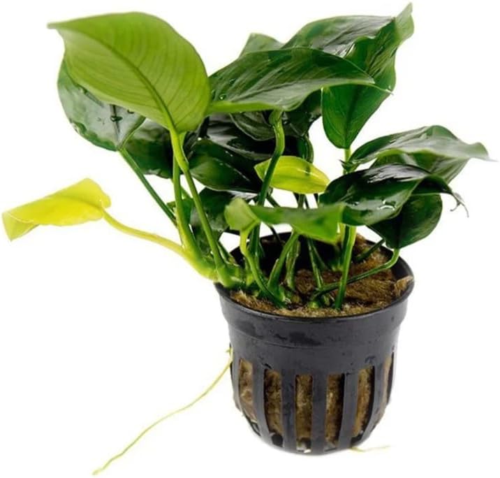 Thumbnail 5 de Aqua Breeding Skill Anubias-set voor aquarium, 3 levende planten in verschillende formaten
