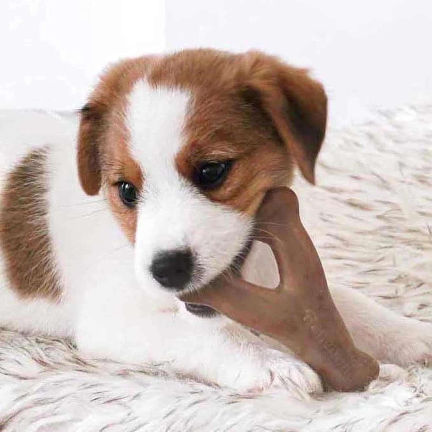 Detalle 2 de Benebone Boîte Cadeau Indestructible à mâcher pour Chiot – Lot de 4 jouets Benebone