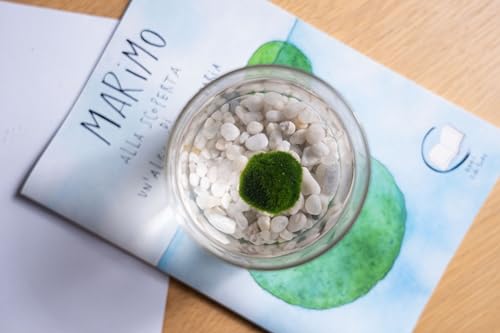 Detalle de Felicità in un vasetto: Marimo originale in vaso di vetro con tappo in sughero by KAKI