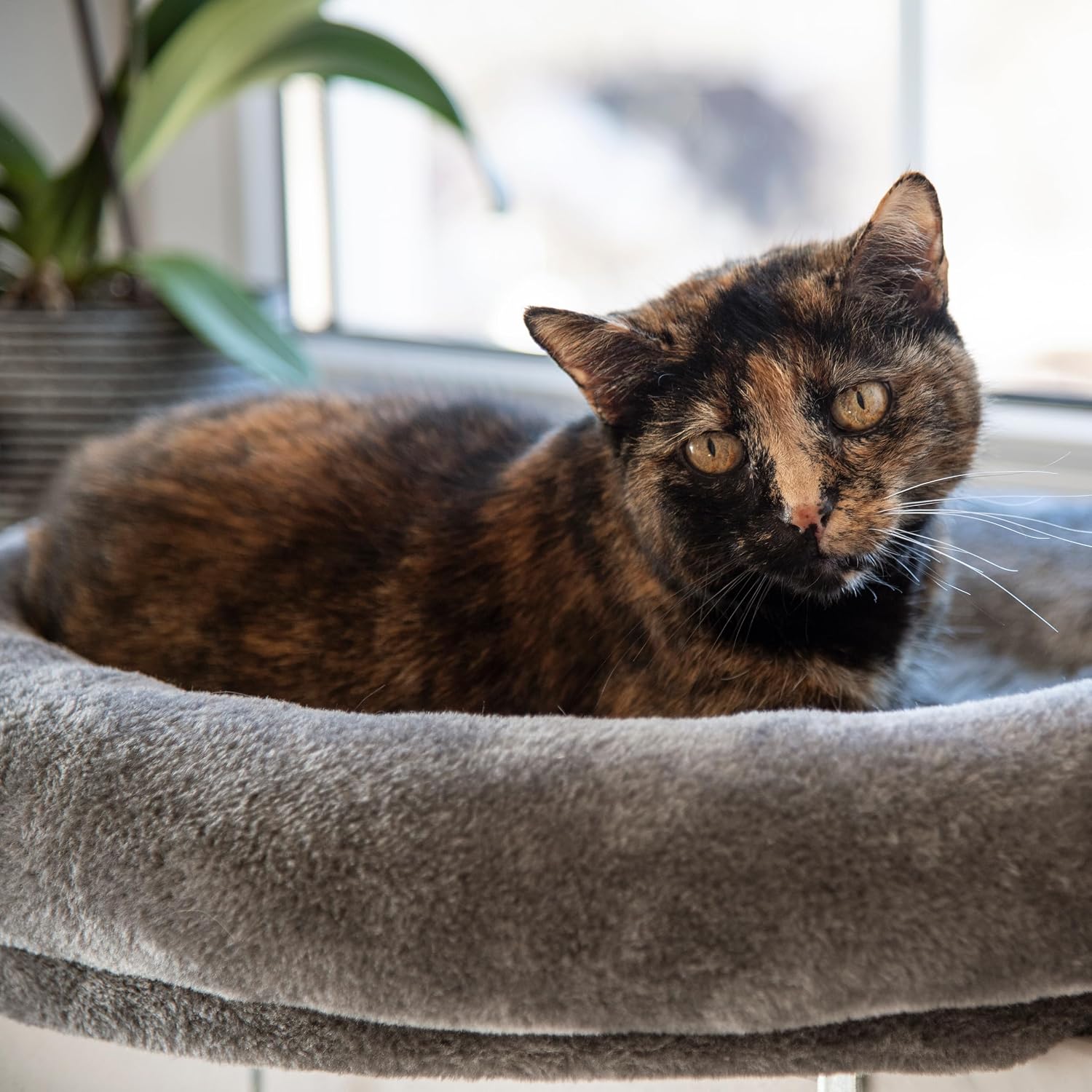 Detalle 2 de Kerbl Pet Window Lounger Cat Bed, 55 x 35 x 10 cm, with Removable Cover
