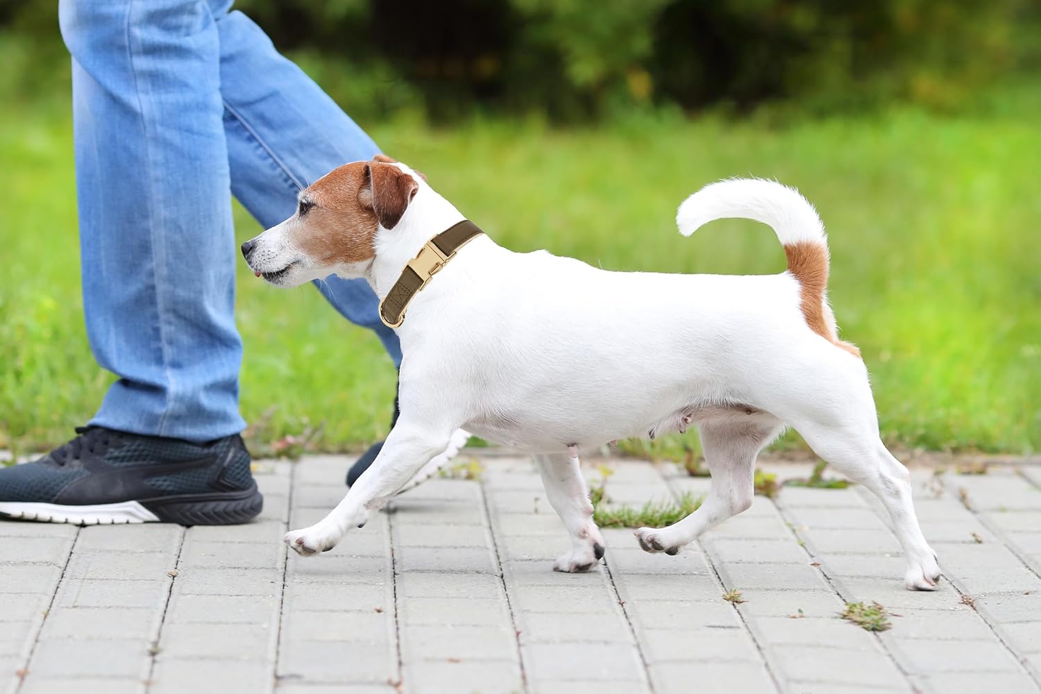 Thumbnail 3 de YUDOTE Soft Leather Dog Collars (Medium) with Safety Quick-Release Metal Buckle – Coffee Natural Cotton Padded