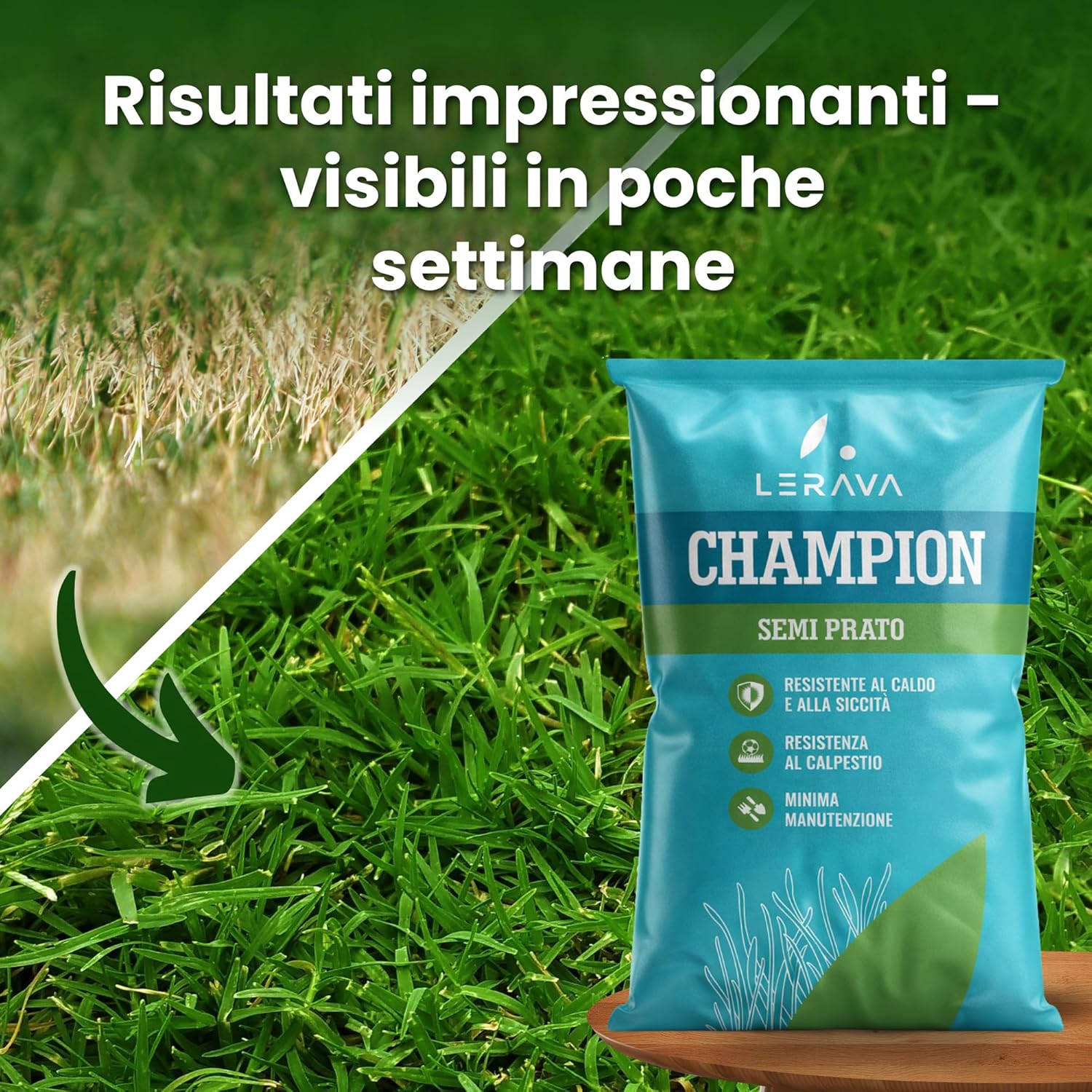 Detalle de LERAVA CHAMPION semi prato (30m²) – Festuca arundinacea di qualità per un prato verde intenso