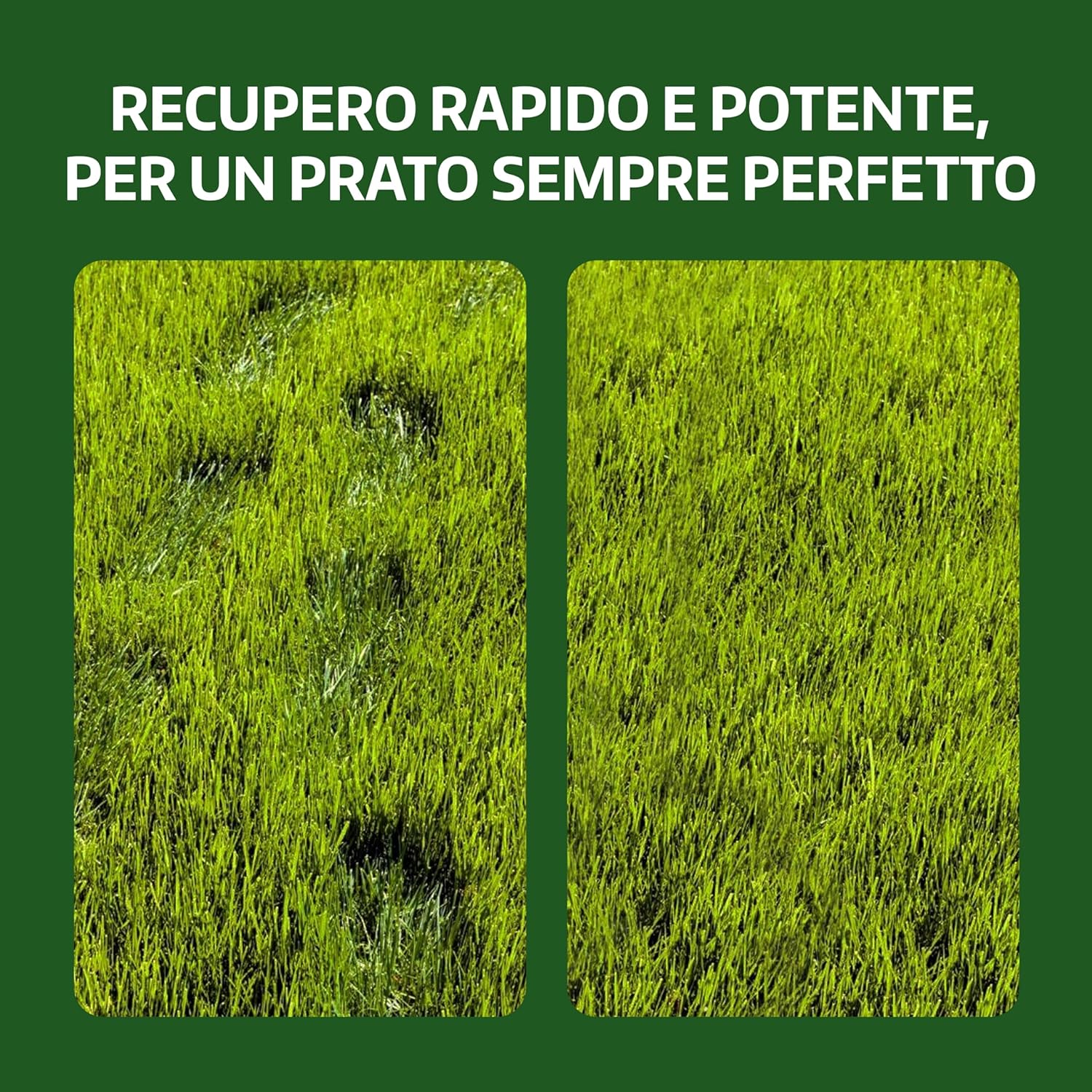 Thumbnail 3 de LERAVA Semi Gramigna per Prato (1 kg) – Copertura 100 m², resistente alla siccità