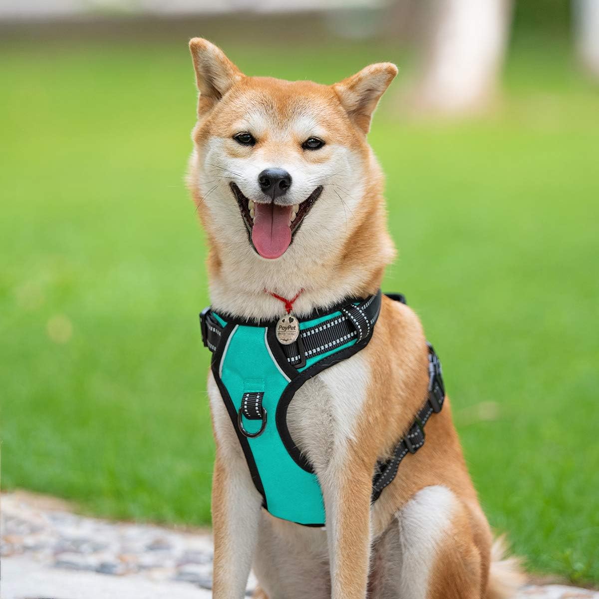 Detalle de PoyPet No Pull Hundegeschirr mit Reflexion, 2 Leinenbefestigungen und einfachem Steuergriff – Mint Blau, Größe M (1er Pack)
