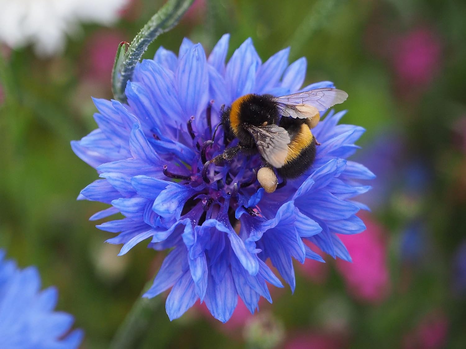Thumbnail 3 de Wildflower Seeds More Than 21 Pure Seeds Scented NO Grass Bee Butterfly Mix for Meadow Gardens – UK Seed (200 m2)