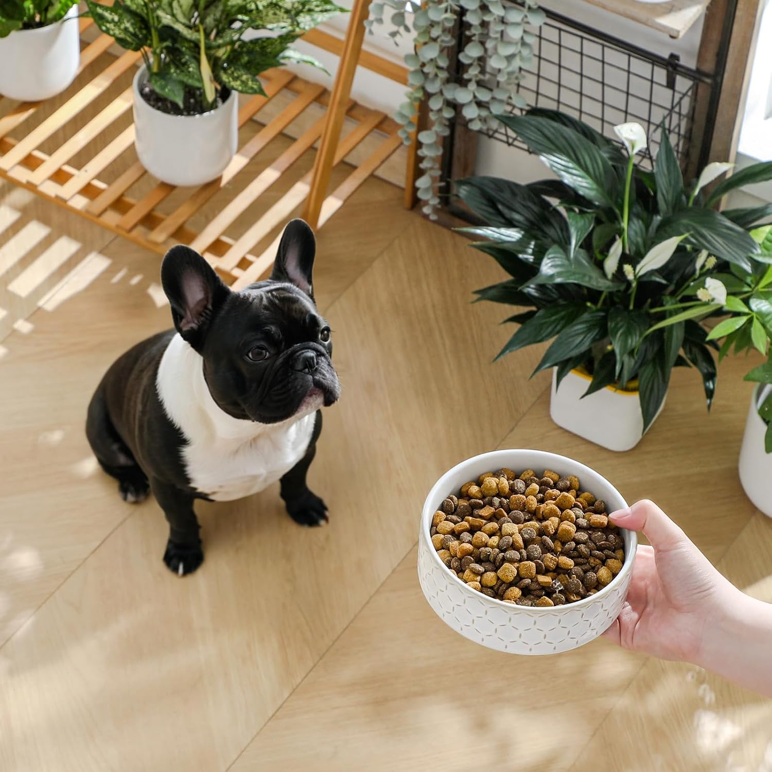 Detalle de MALACASA Ceramic Pet Bowl, 2-Cup Capacity