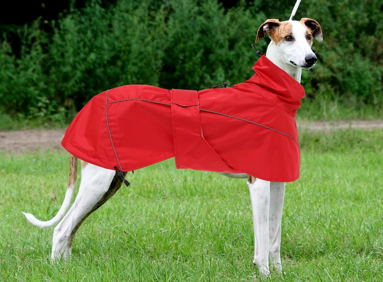 Thumbnail 5 de Greyhound Lurcher Raincoat (Whippet rain gear) in Red, reflective trim, adjustable bands – Xlarge