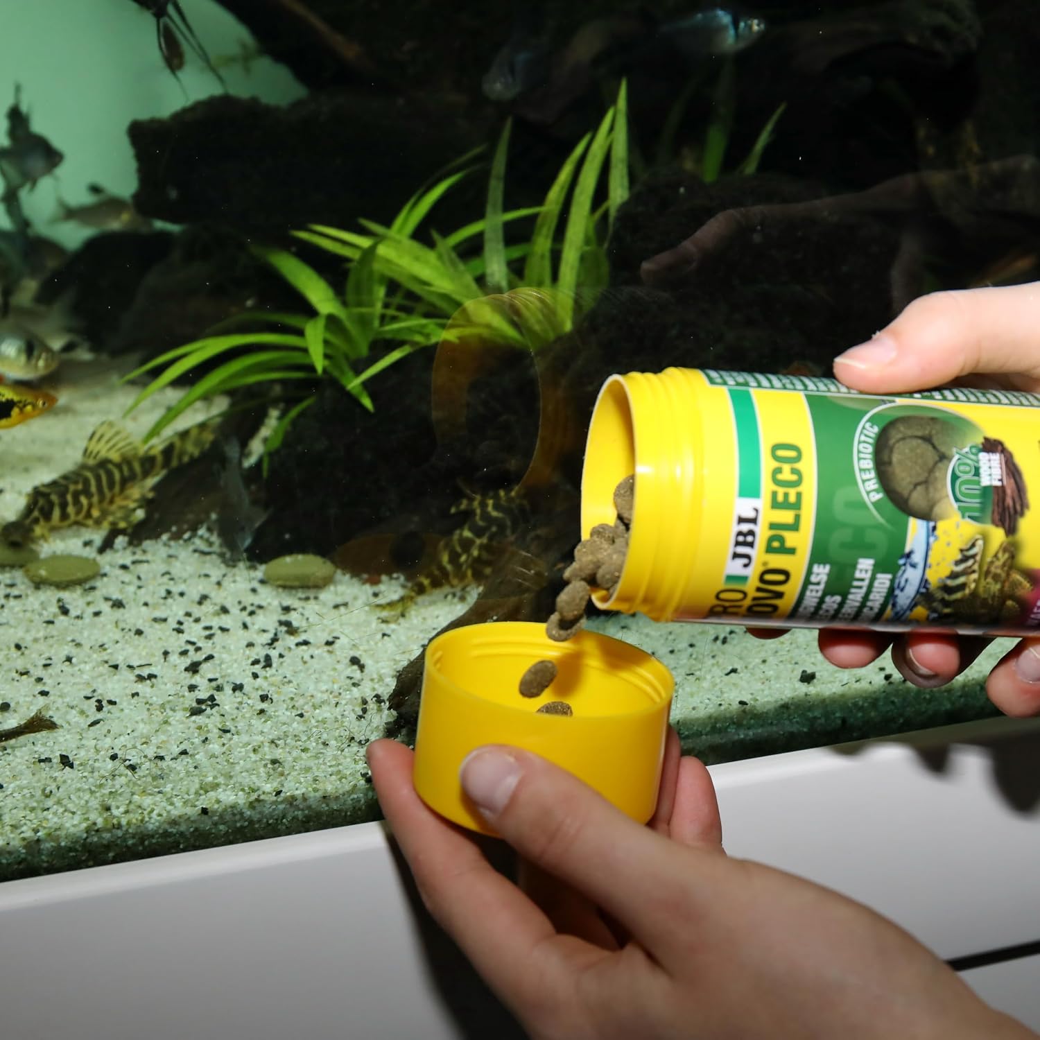 Thumbnail 1 de JBL PRONOVO PLECO WAFER – Futterwafer für Saugwelse (Größe M, 250 ml)