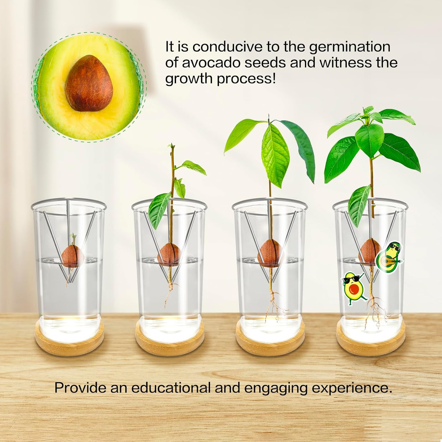 Thumbnail 3 de Avocado Seed Starter Vase in Glass